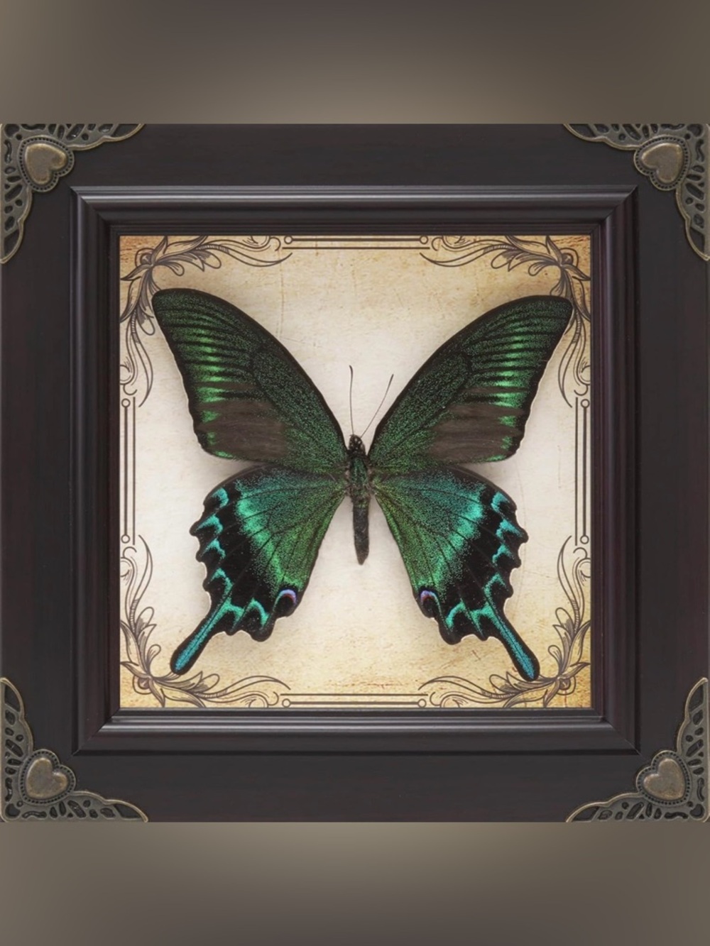 GORGEOUS Iridescent Framed Green Banded Queen Butterfly Whimsical Wall Art